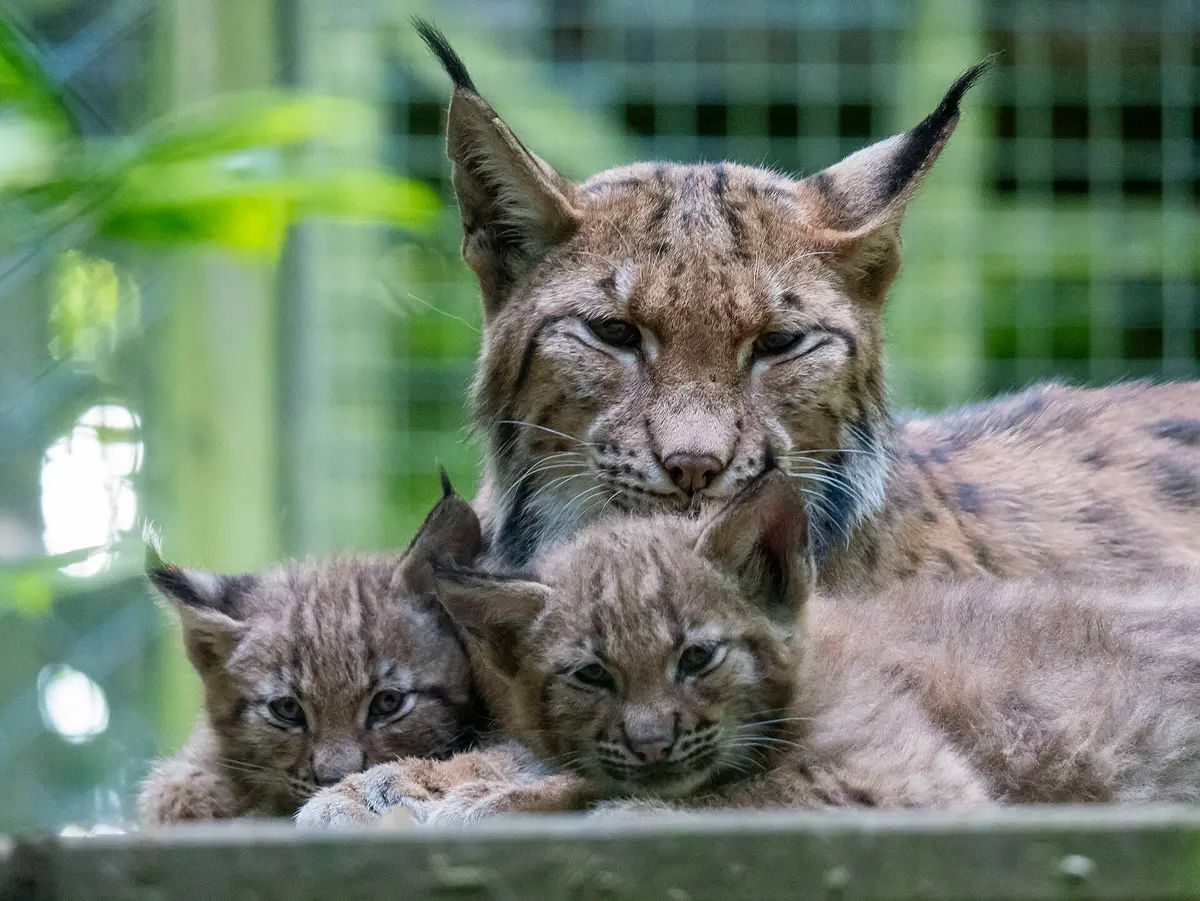 Eurasian lynx