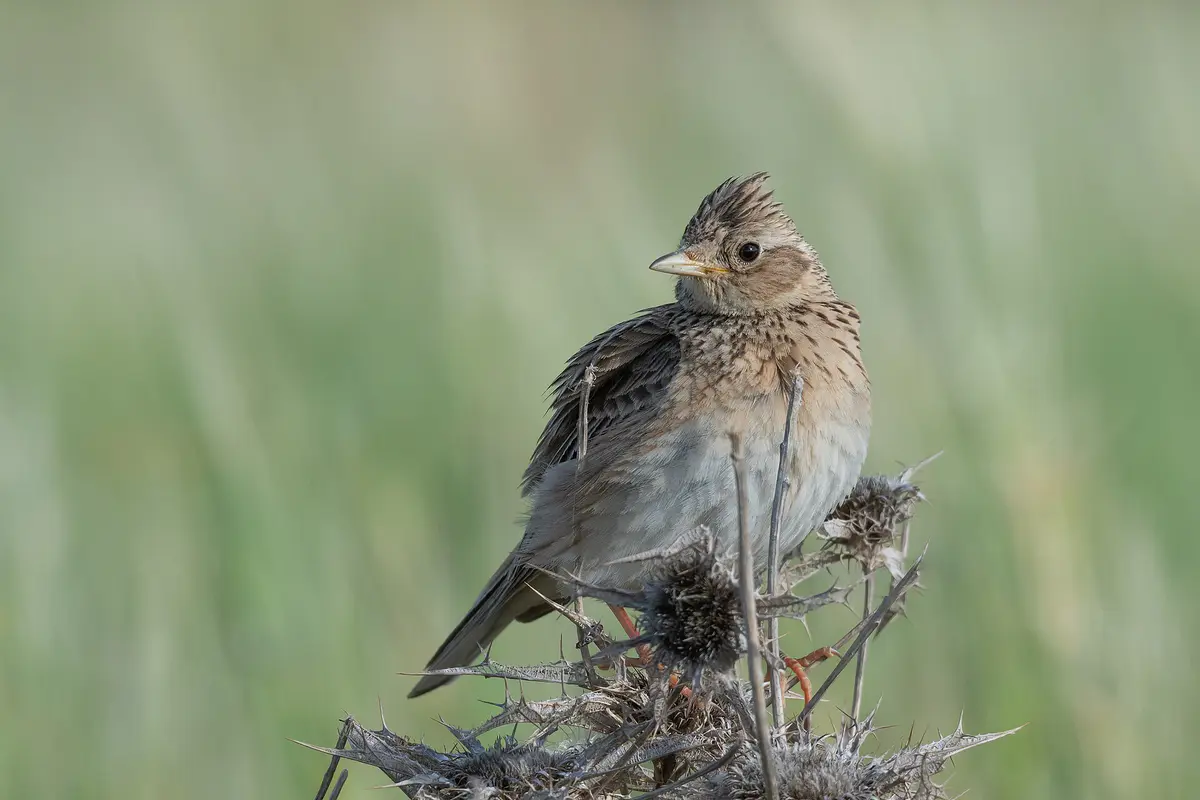 Eurasian Skylark