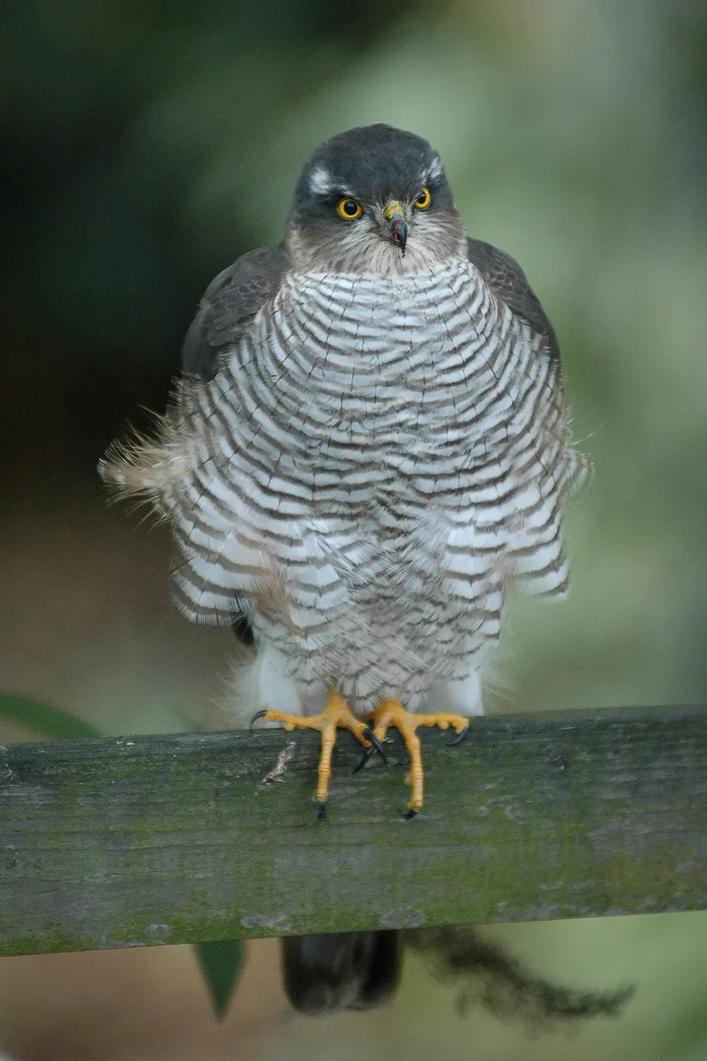 Eurasian Sparrowhawk