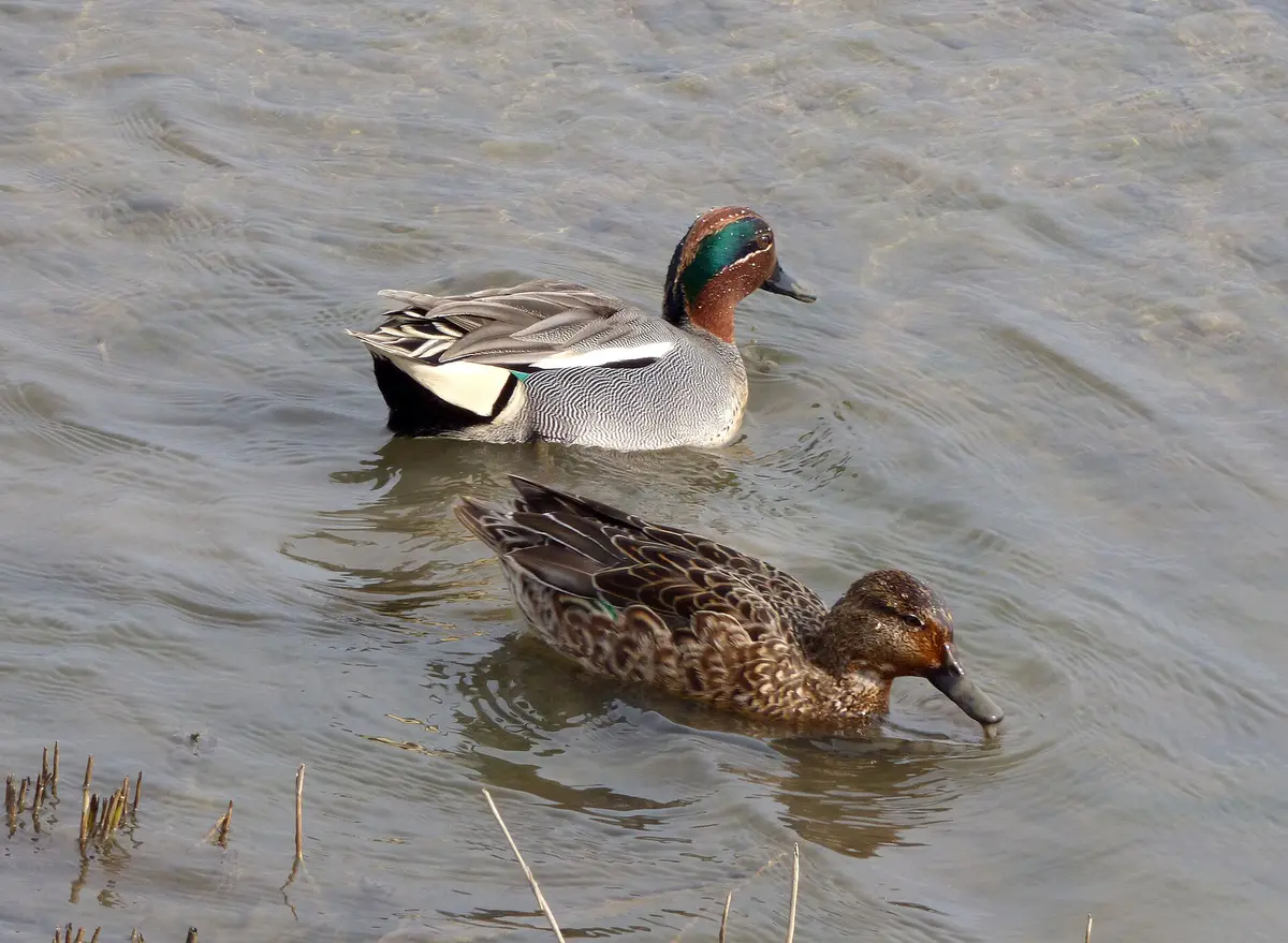 Eurasian Teal