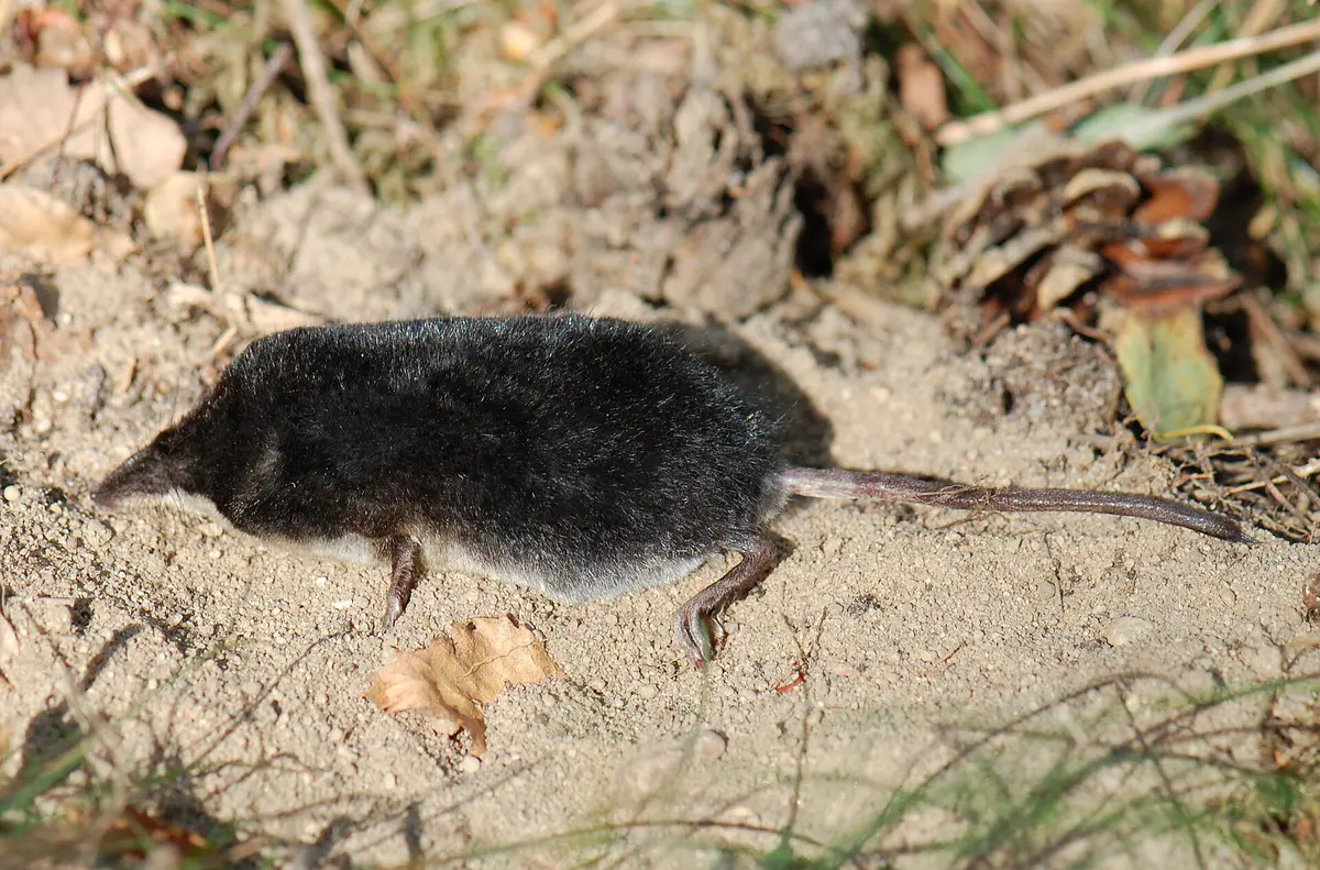 Eurasian water shrew