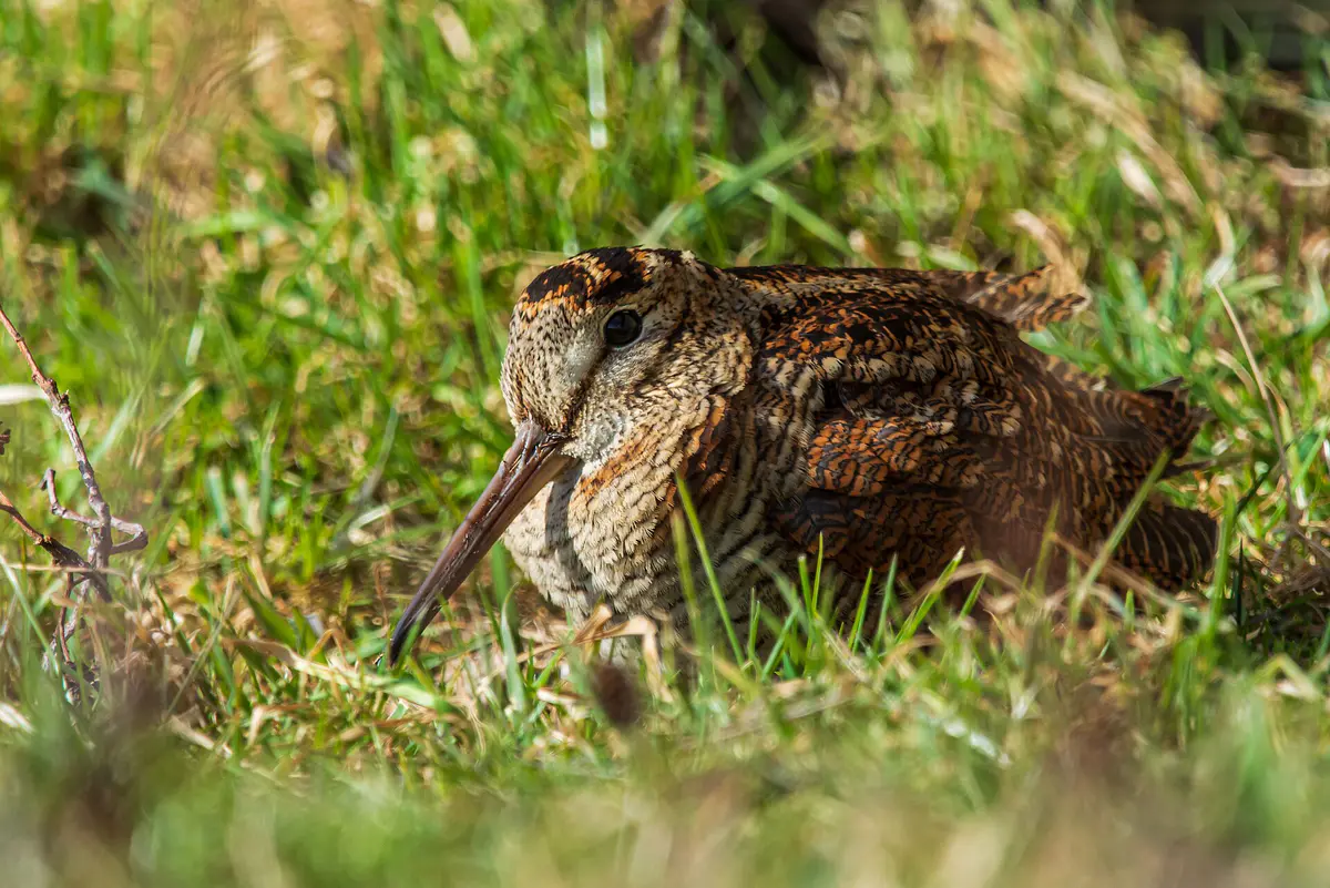 Eurasian Woodcock