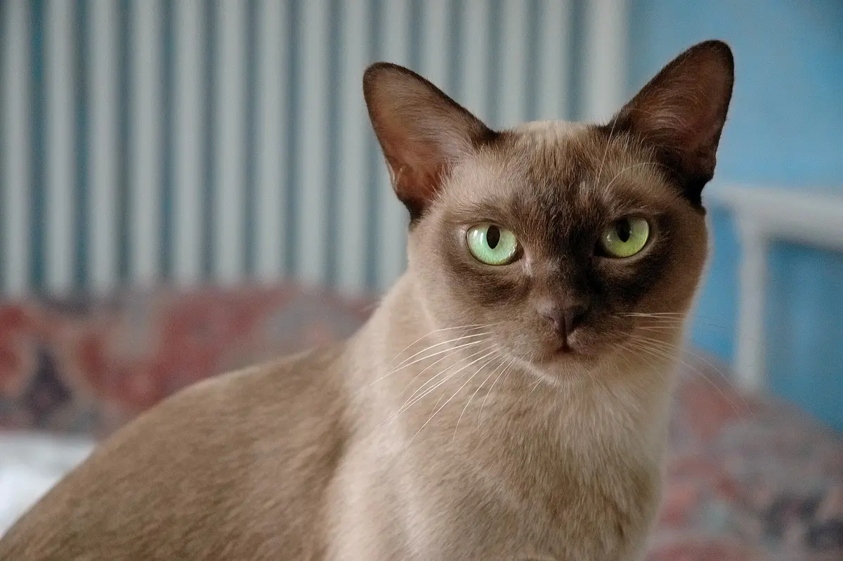 European Burmese
