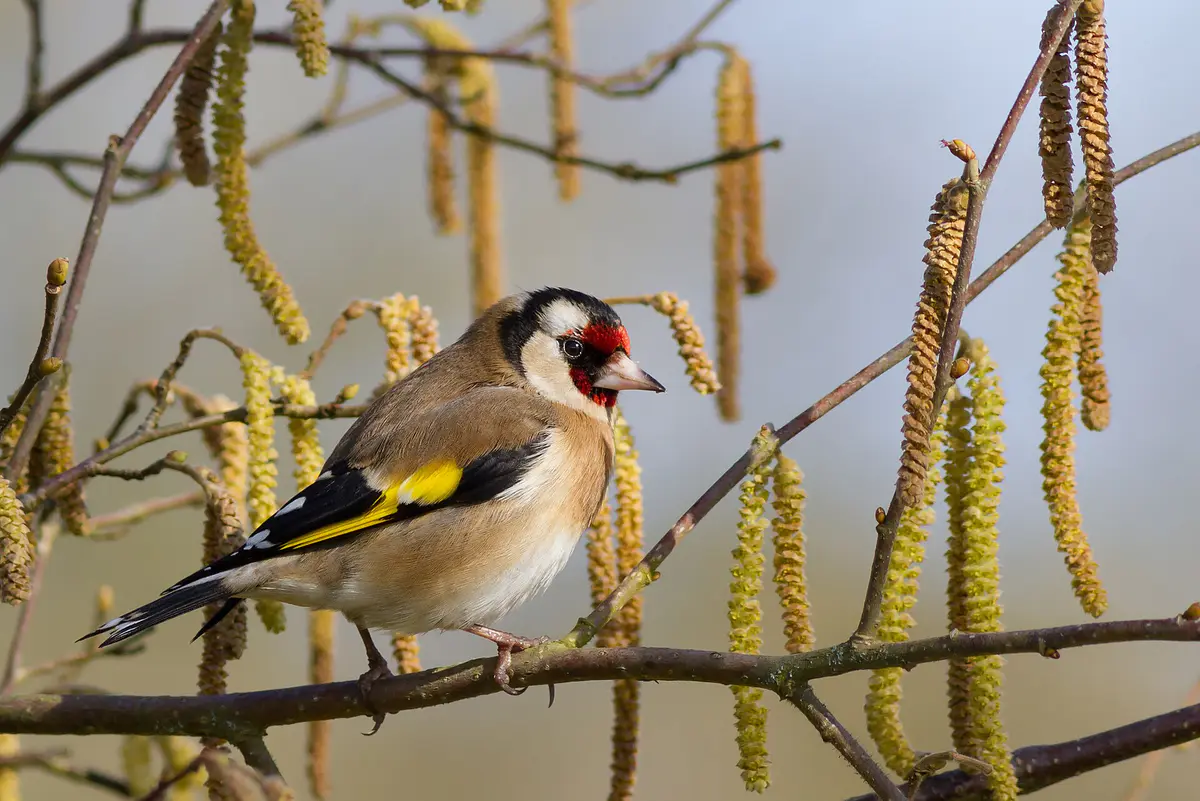 European Goldfinch