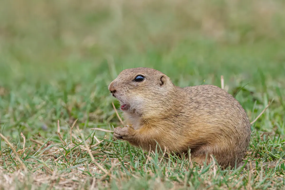 European ground squirrel