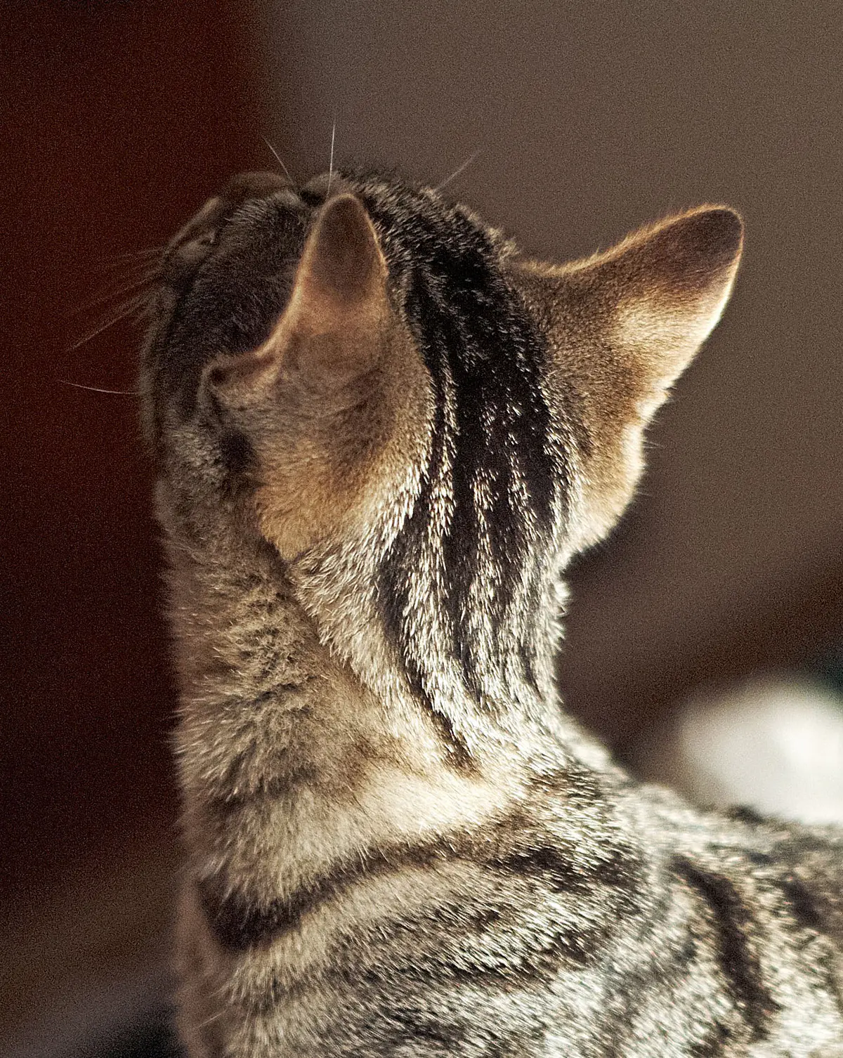 European Shorthair