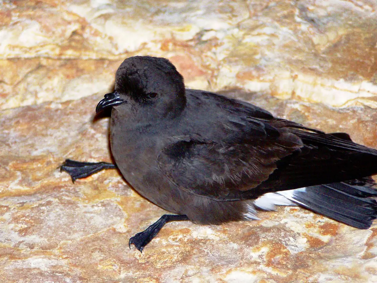 European Storm Petrel