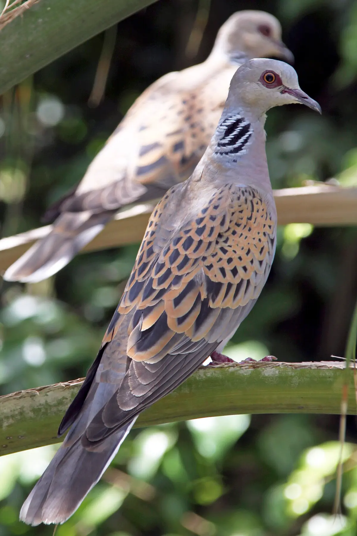 European turtle dove