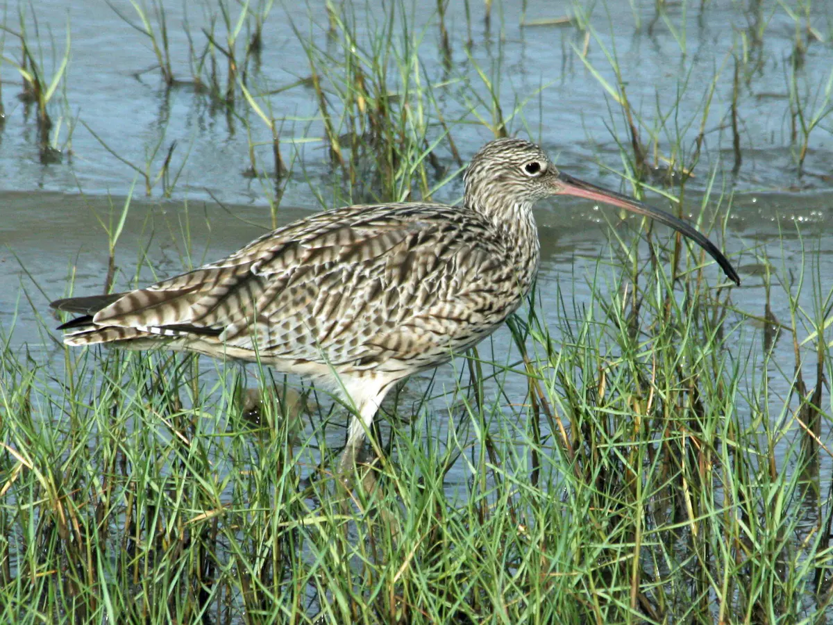 Far Eastern Curlew