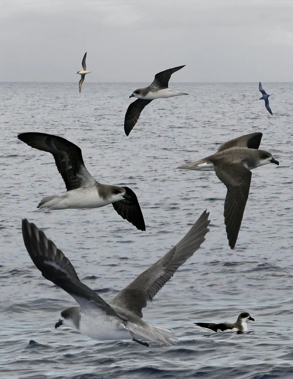 Fea's Petrel