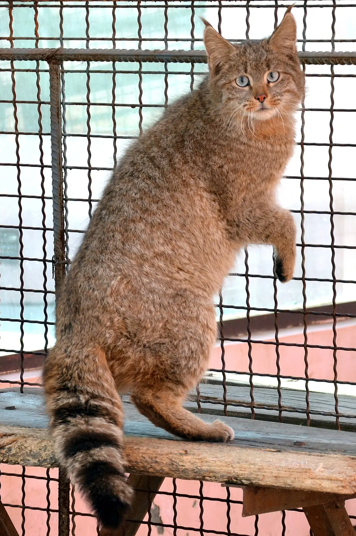 Felis bieti
