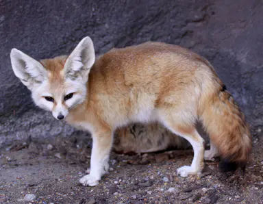 A fennec fox with large ears resting on sand