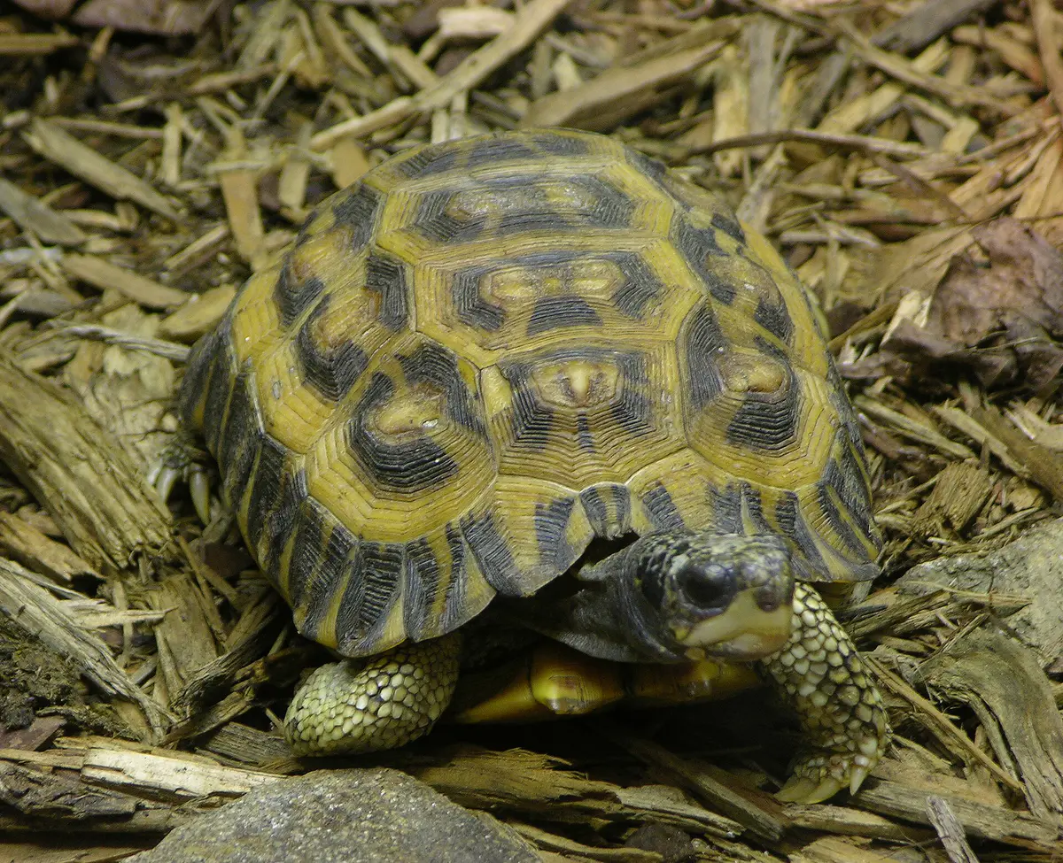 Flat-backed spider tortoise