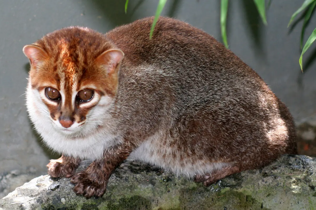 Flat-headed cat