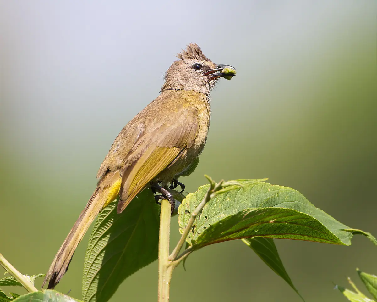 Flavescent Bulbul