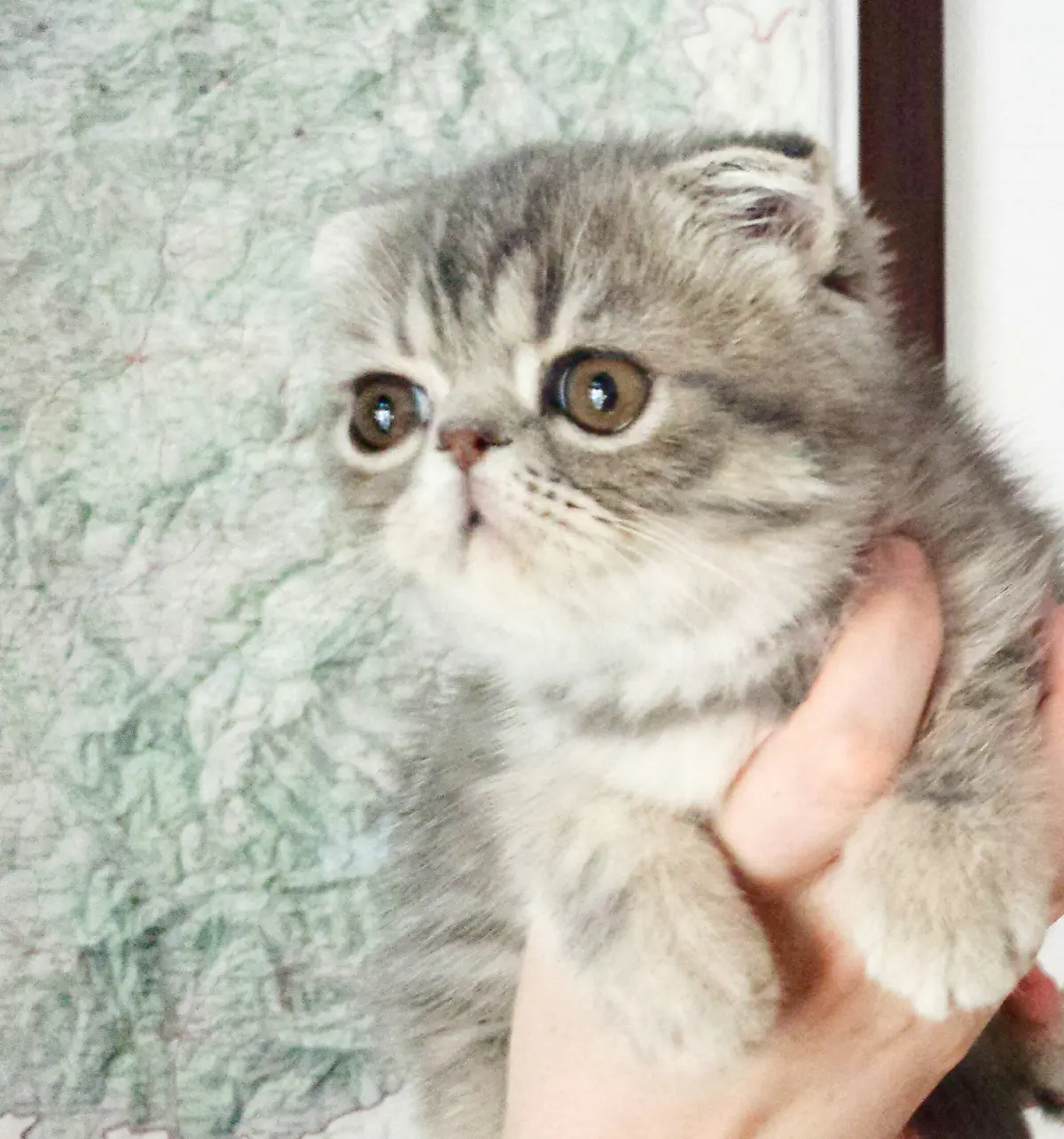 FoldEx cat