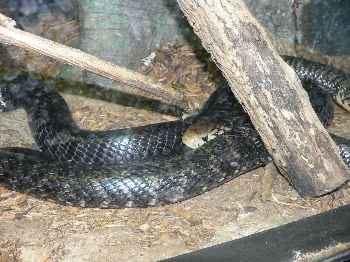 Forest cobra