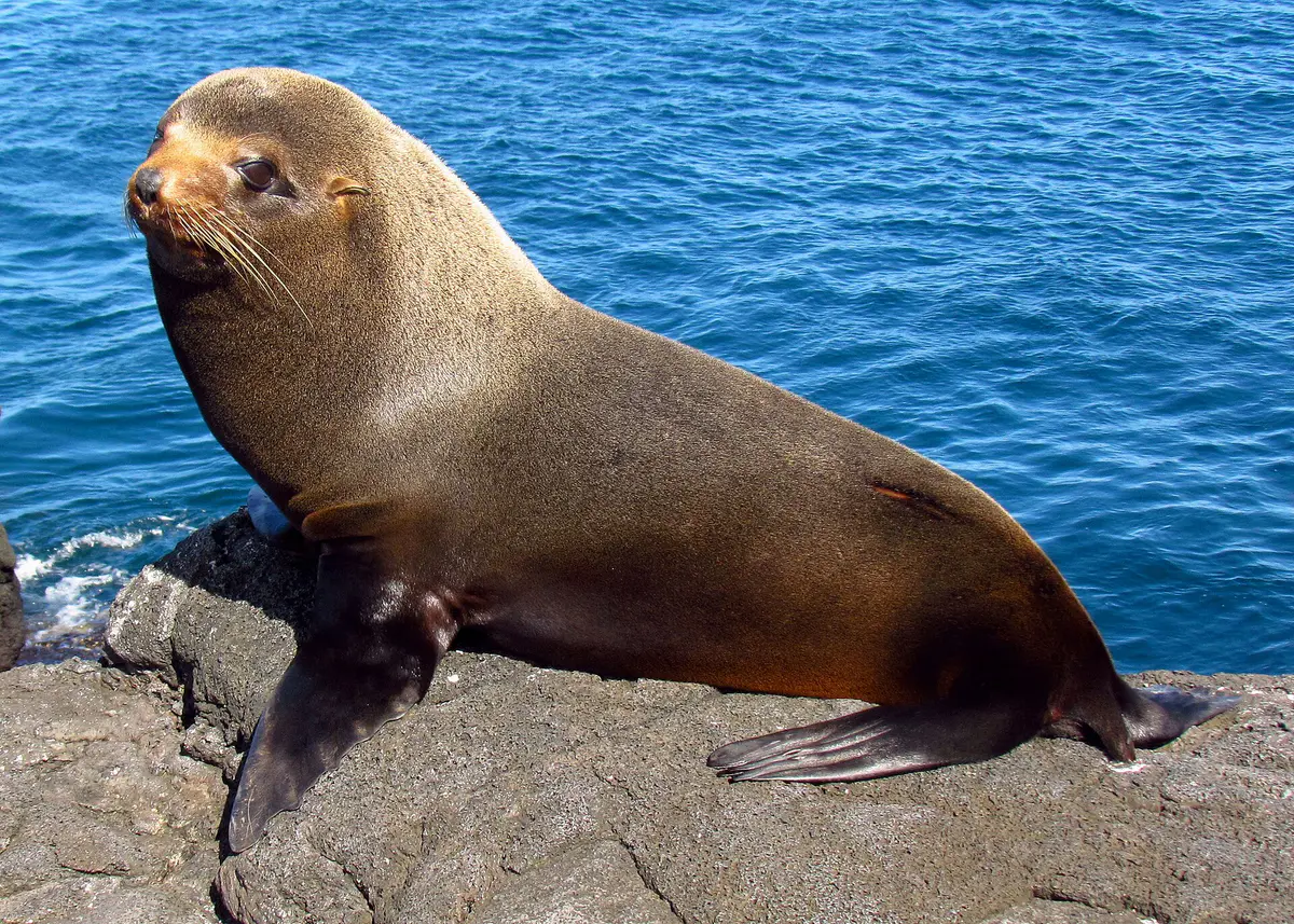 Galápagos fur seal