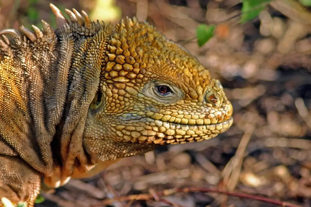 Galapagos land iguana
