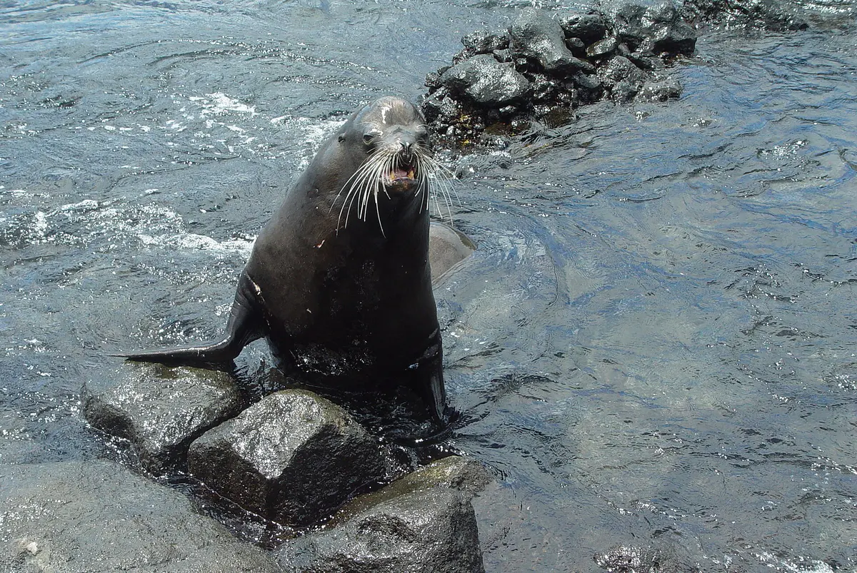 Galápagos sea lion