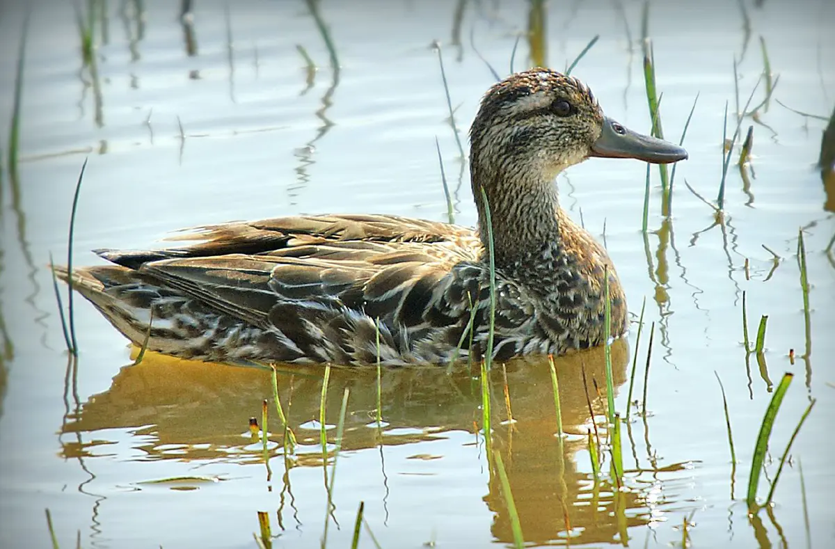 Garganey