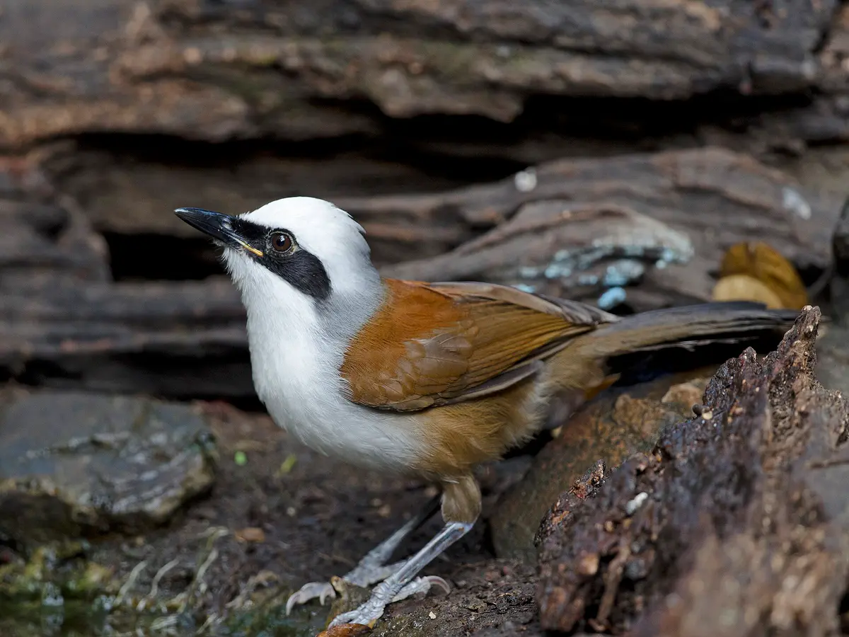 Garrulax leucolophus