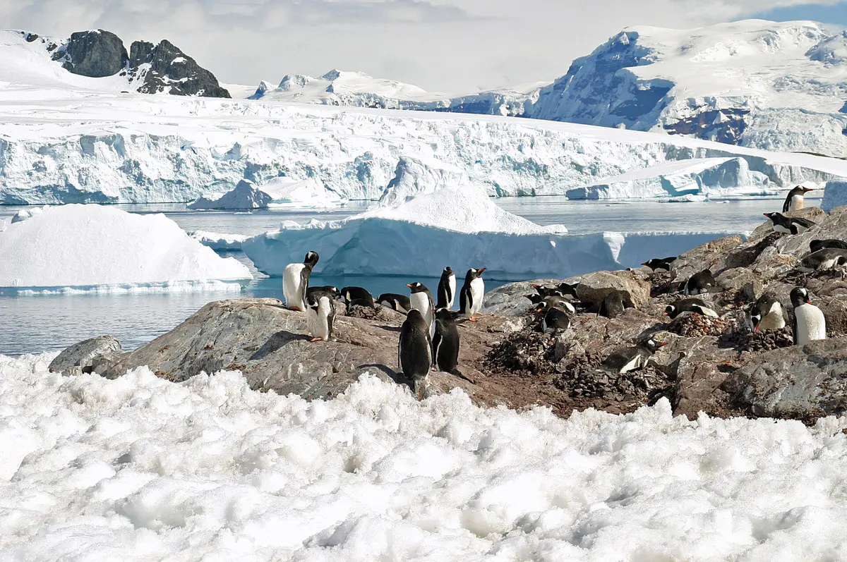 Gentoo Penguin