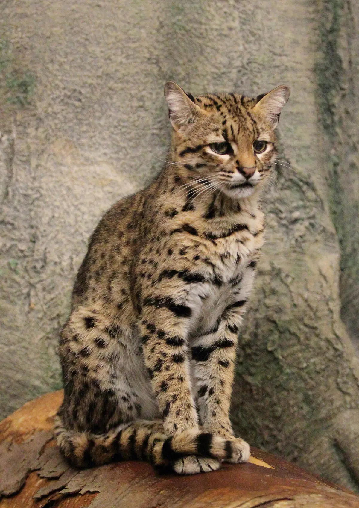 Geoffroy's cat