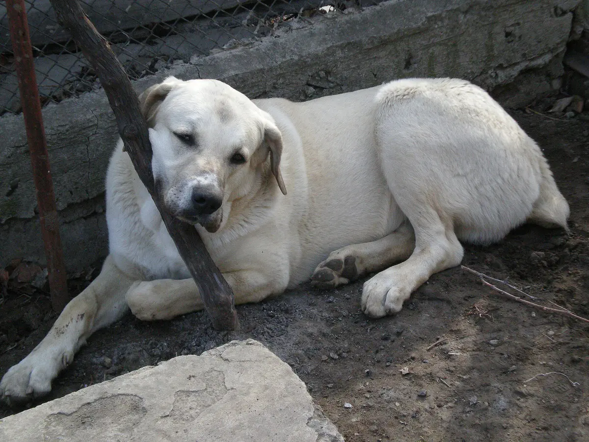 Georgian Shepherd