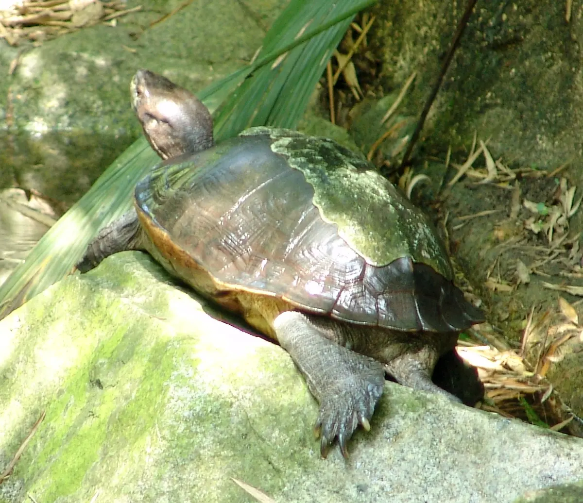 Giant Asian pond turtle