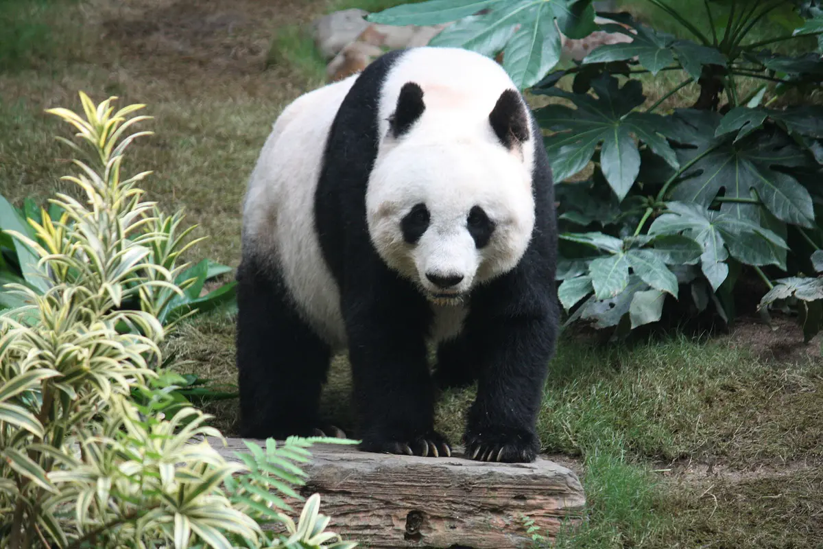 A giant panda sitting among green bamboo