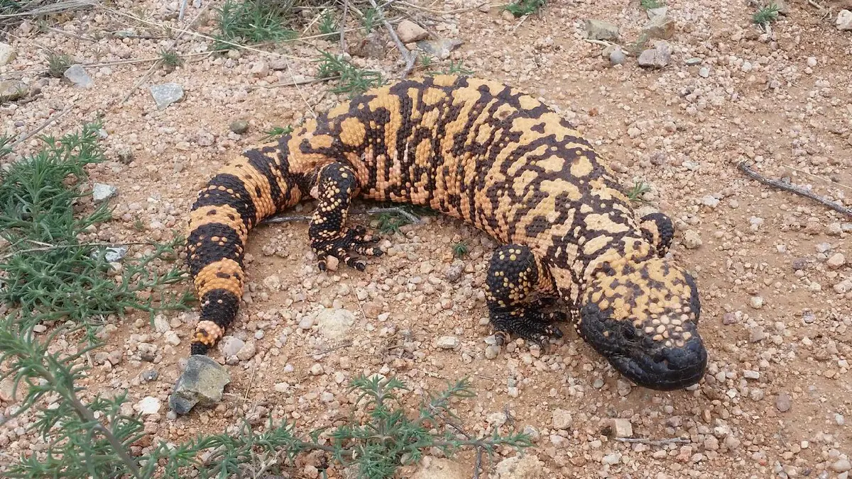 Gila monster