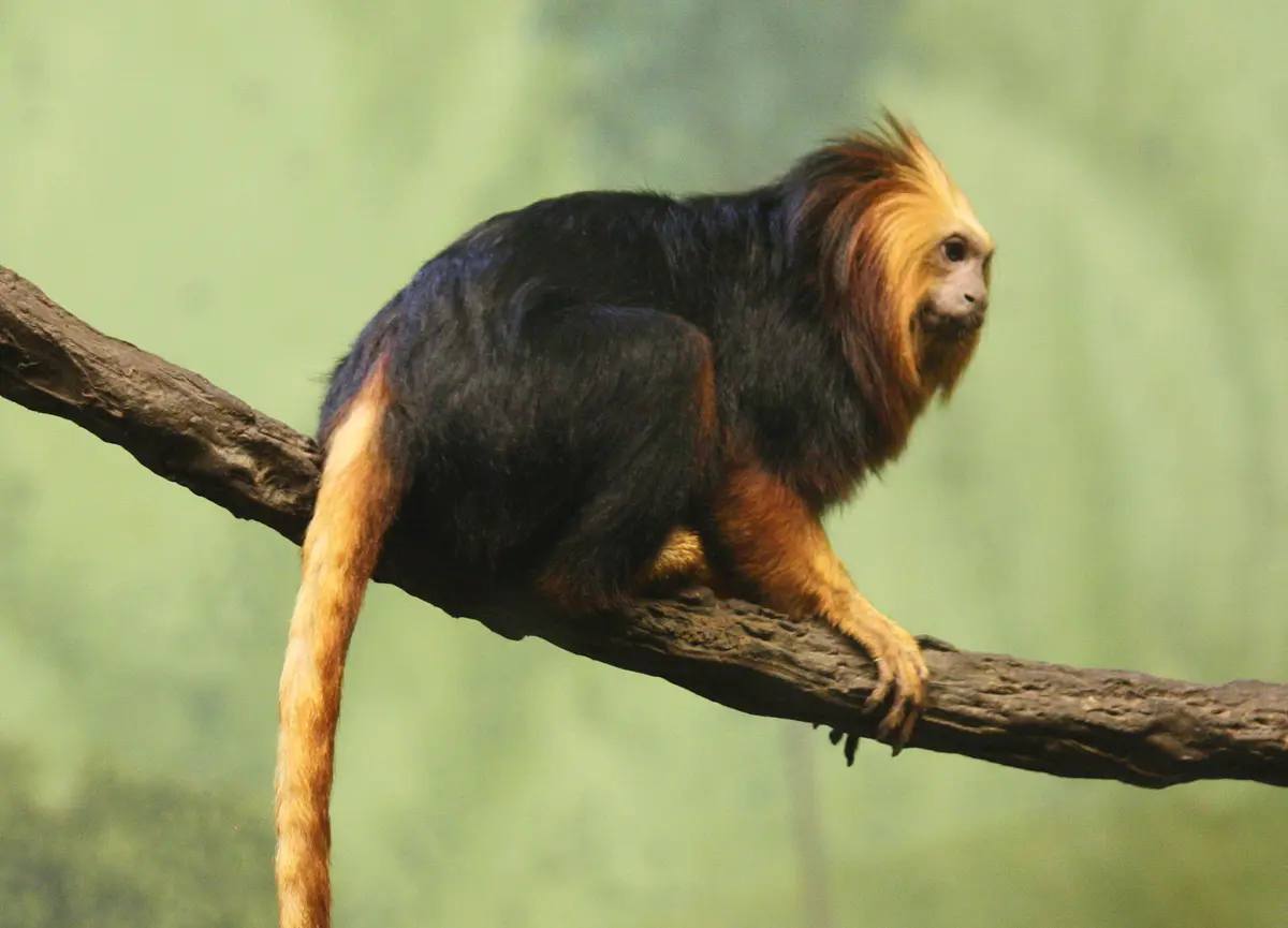 golden-headed lion tamarin