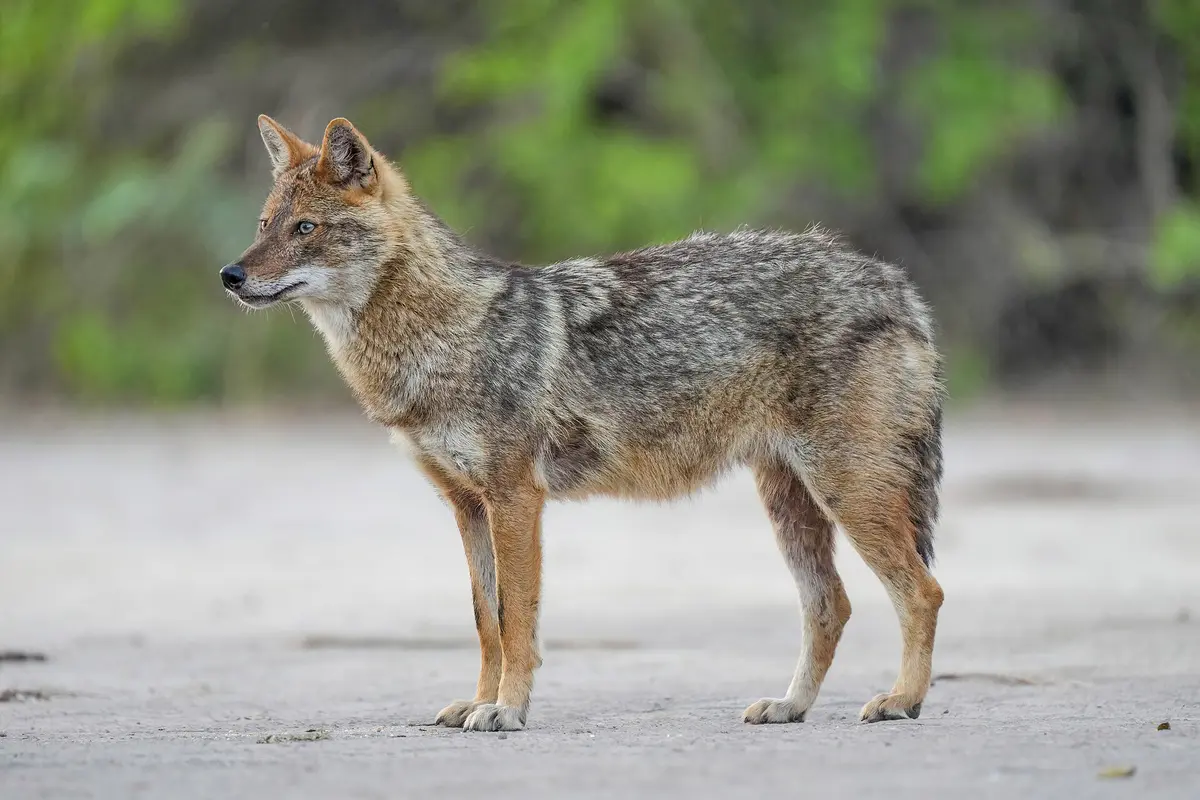 golden jackal