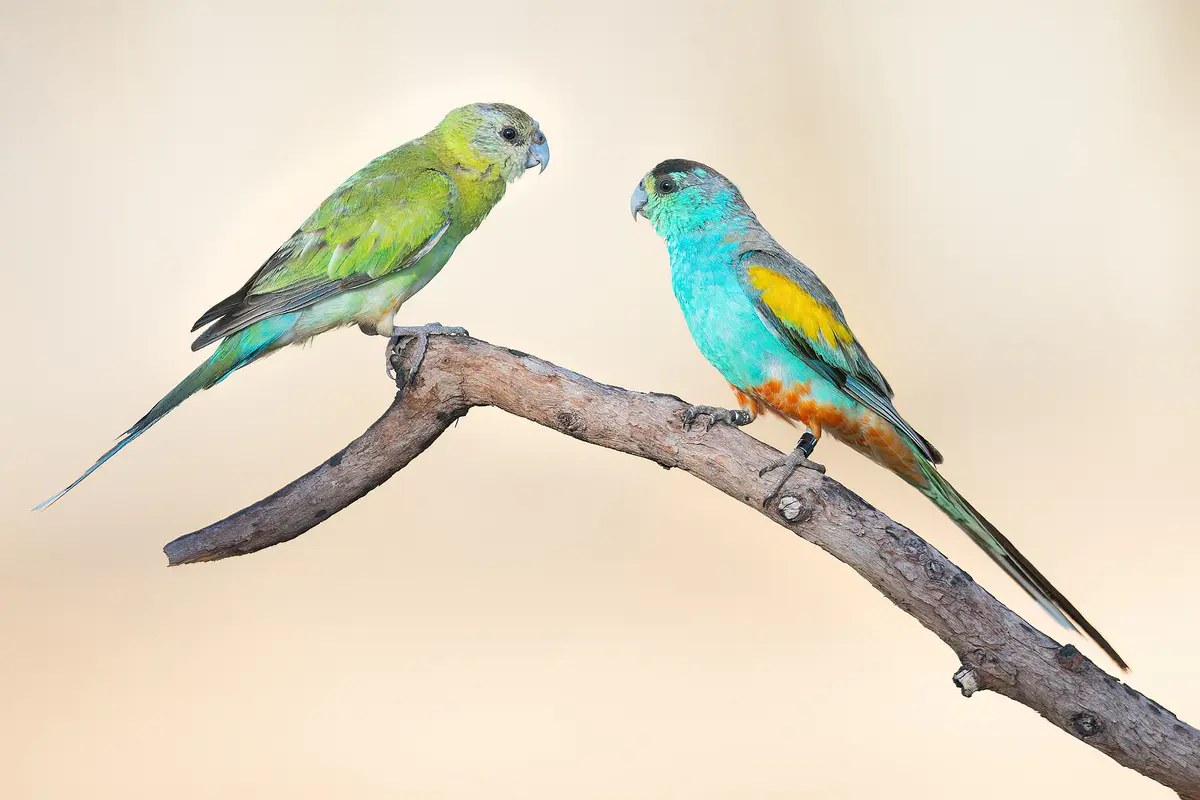 Golden-shouldered Parrot