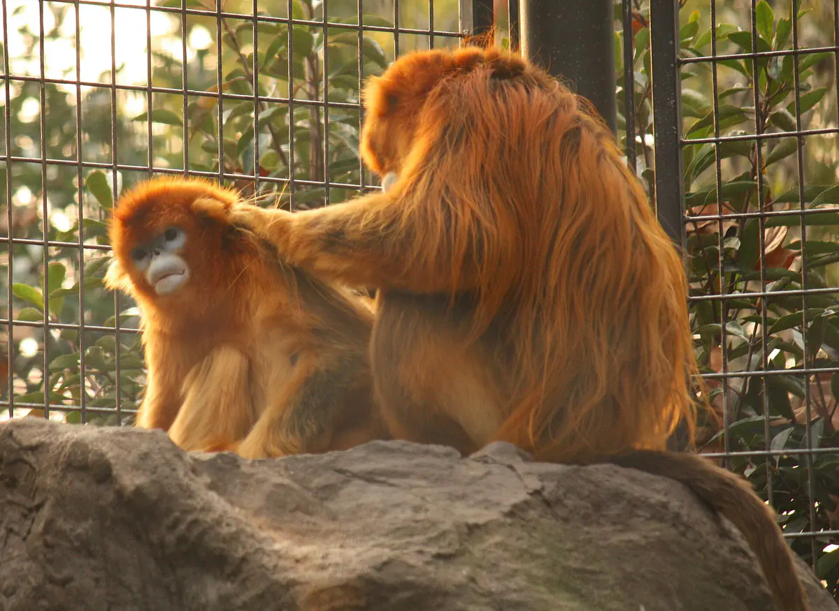 golden snub-nosed monkey