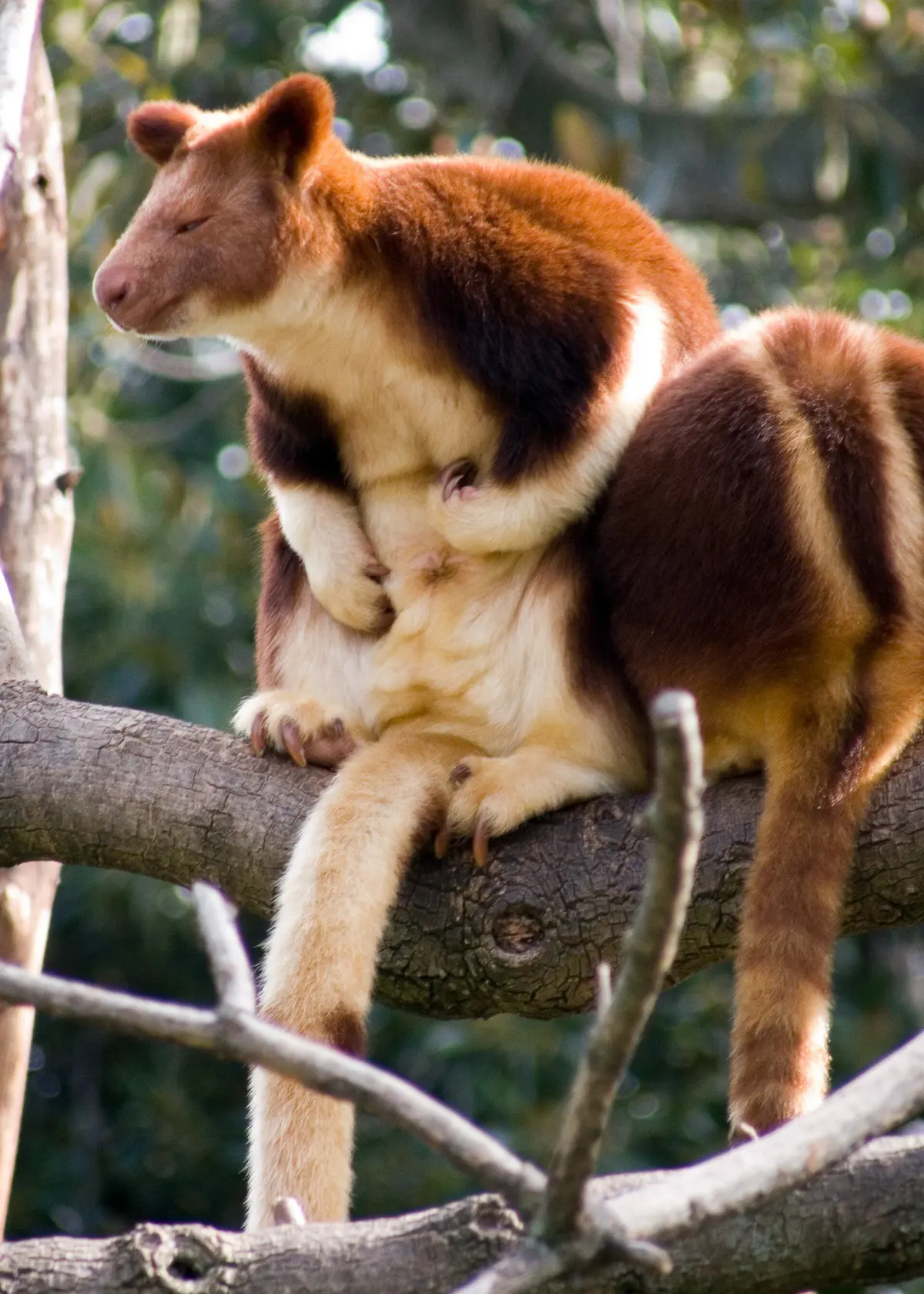 Goodfellow's tree-kangaroo