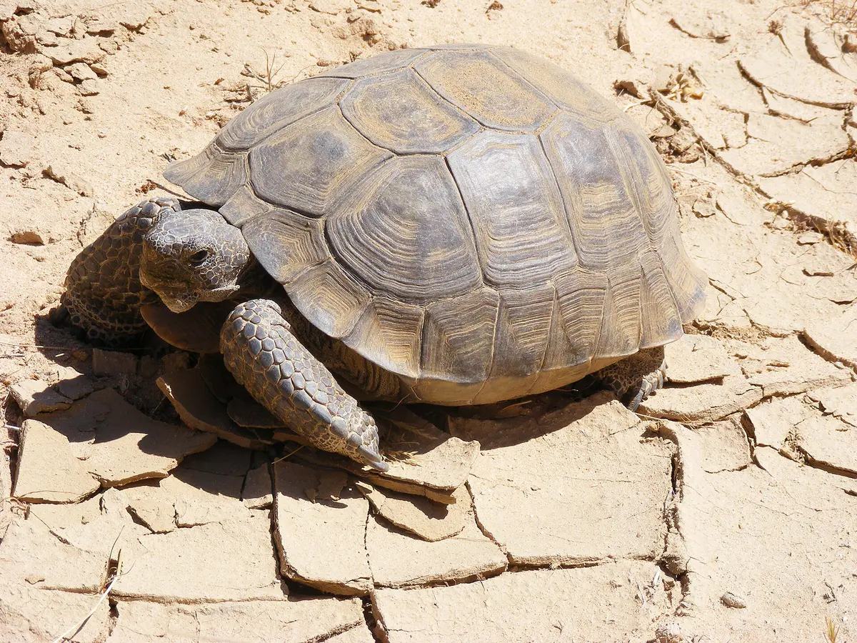 Gopherus agassizii