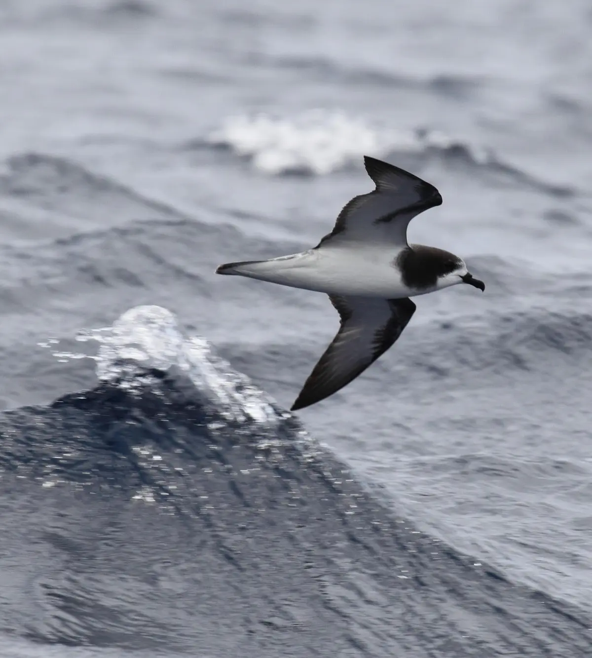 Gould's Petrel