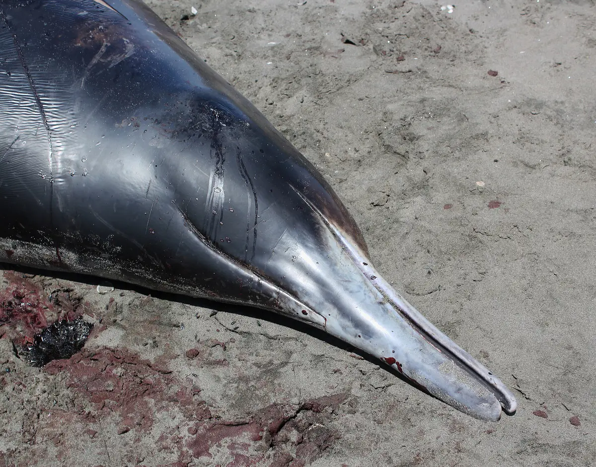 Gray's beaked whale