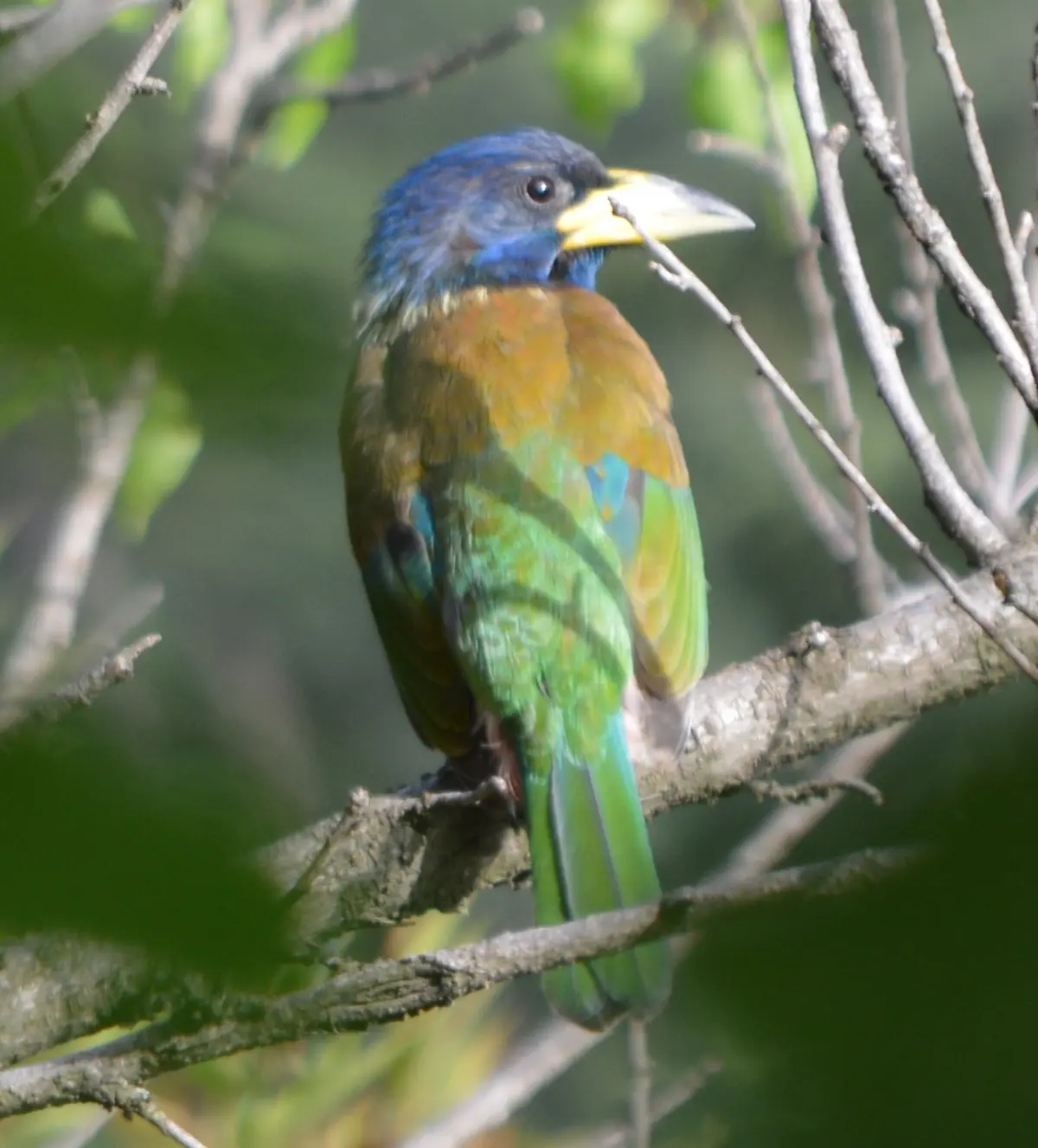 Great barbet