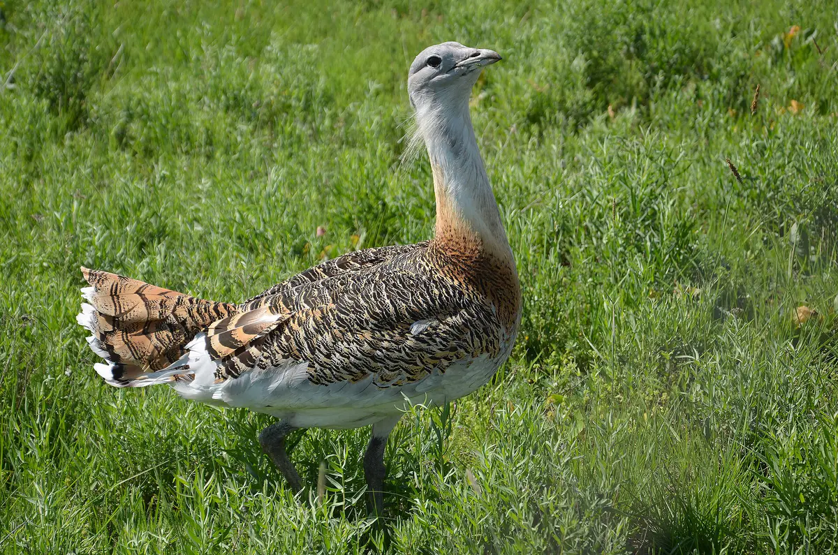 Great Bustard