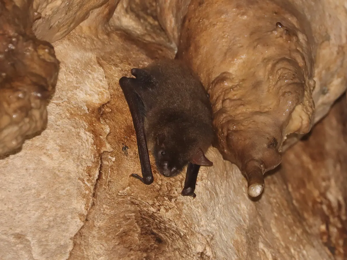 Great evening bat