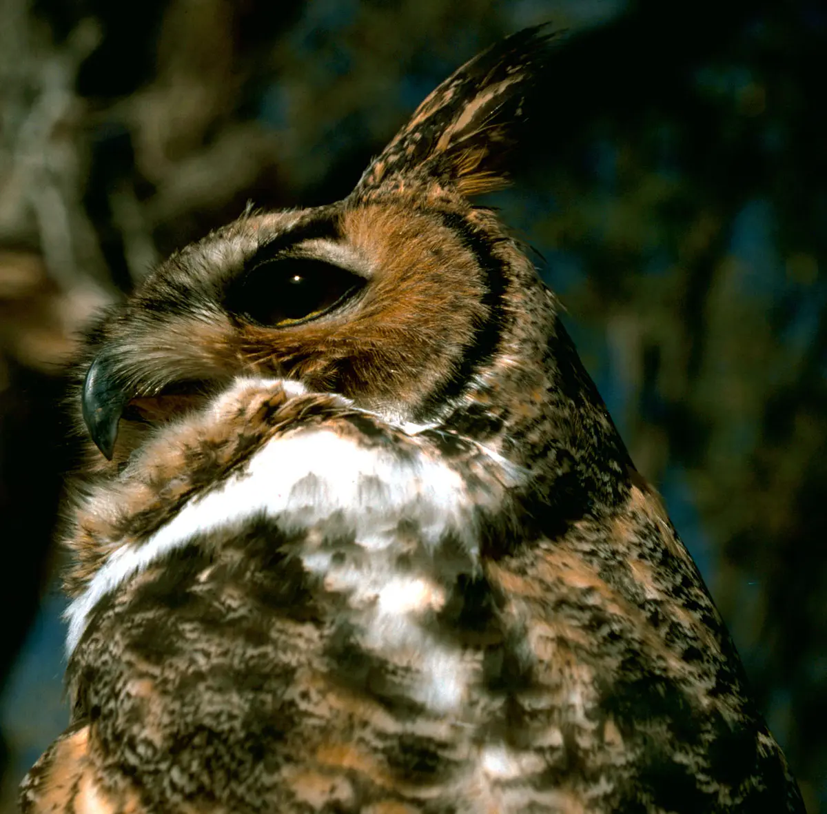 A great horned owl facing the camera