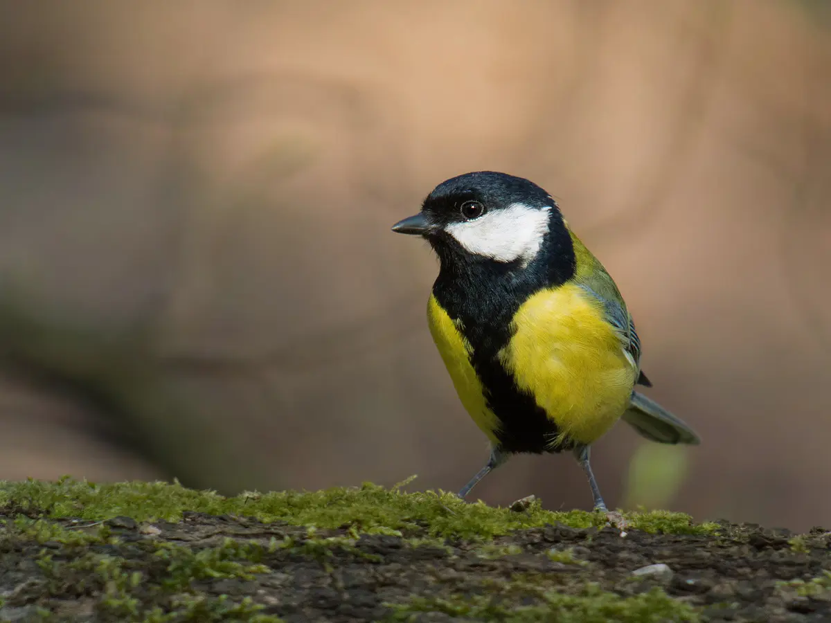 great tit