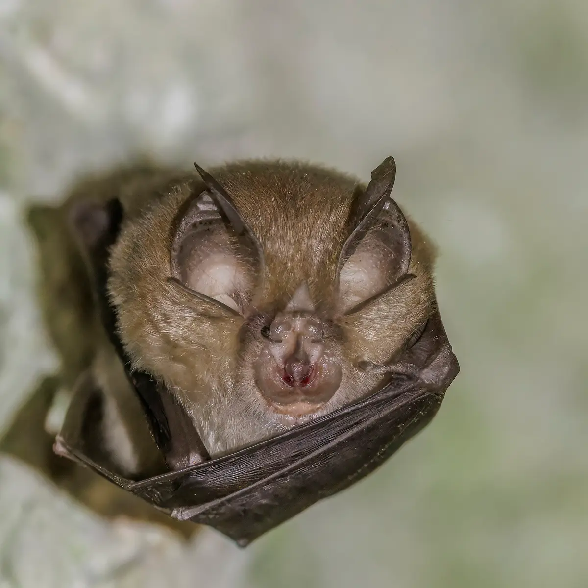 Greater Horseshoe Bat