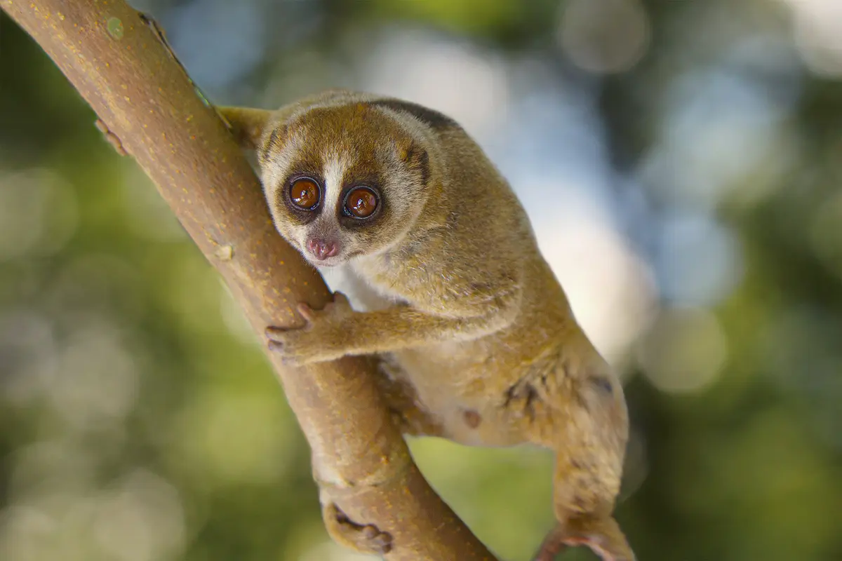 Greater Slow Loris