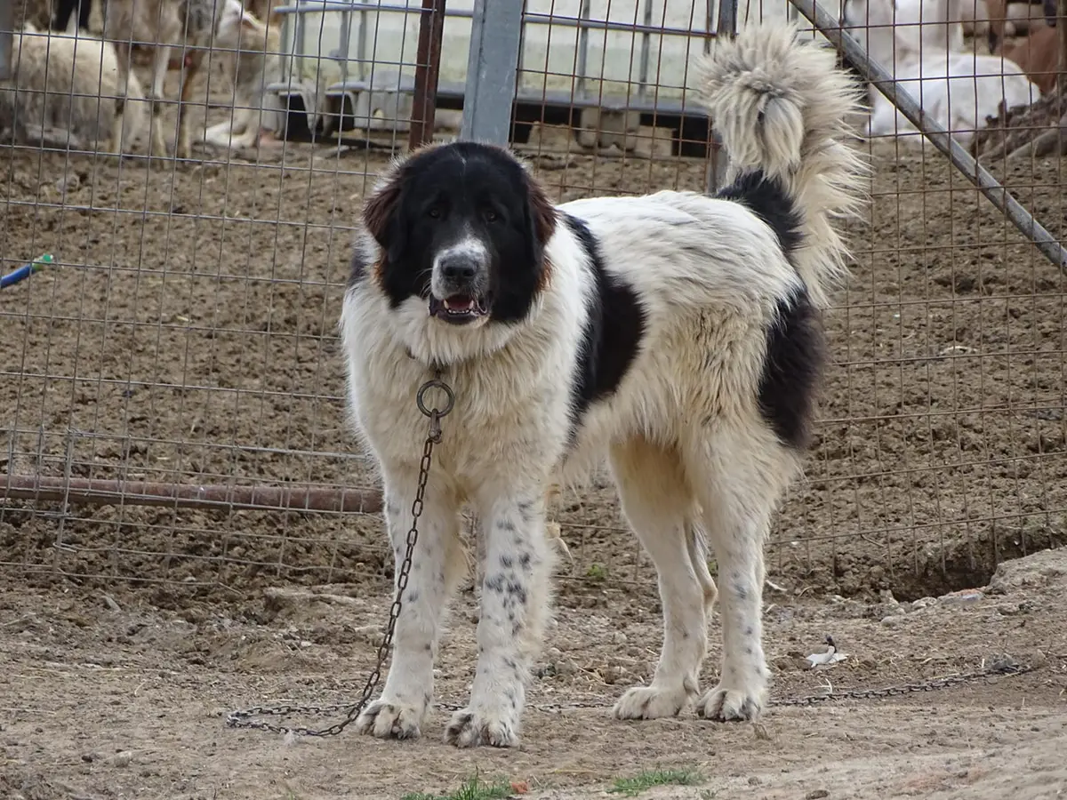 Greek Shepherd