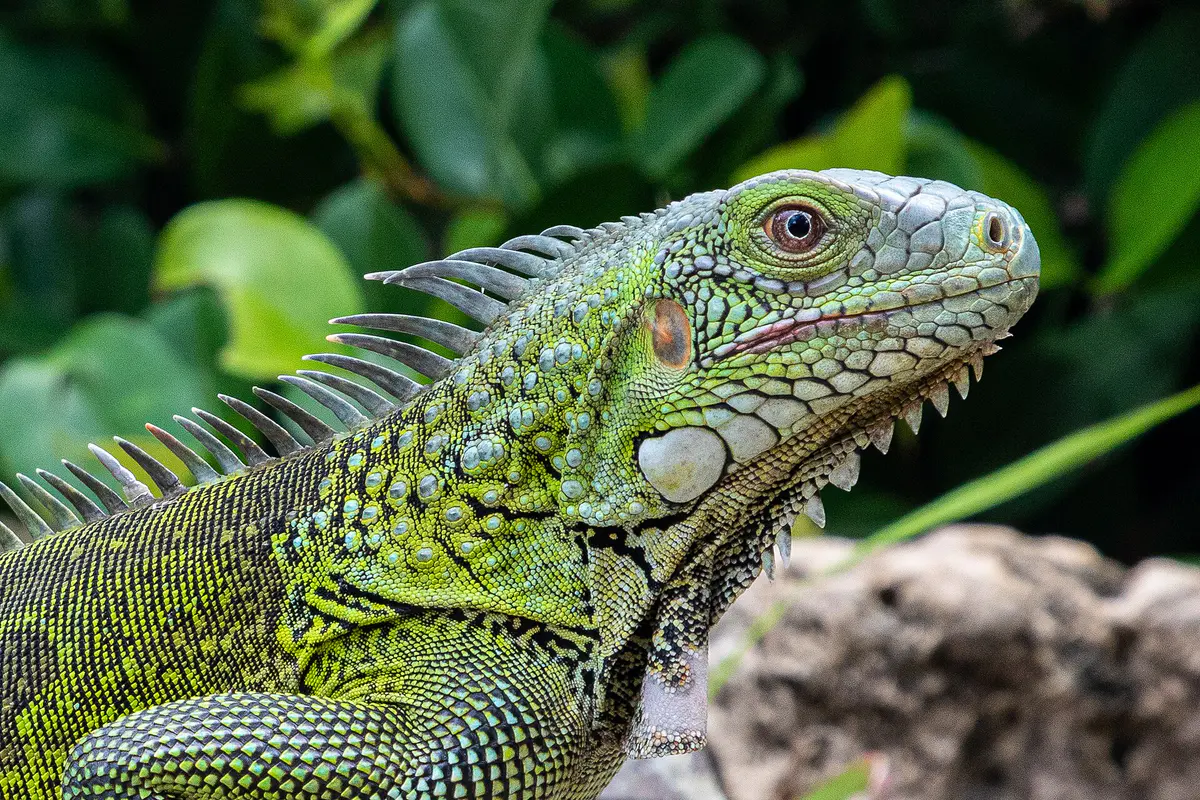 green iguana