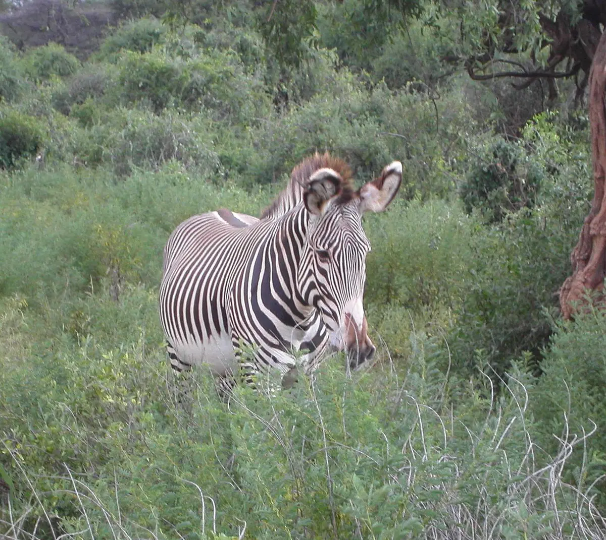 Grevy's zebra